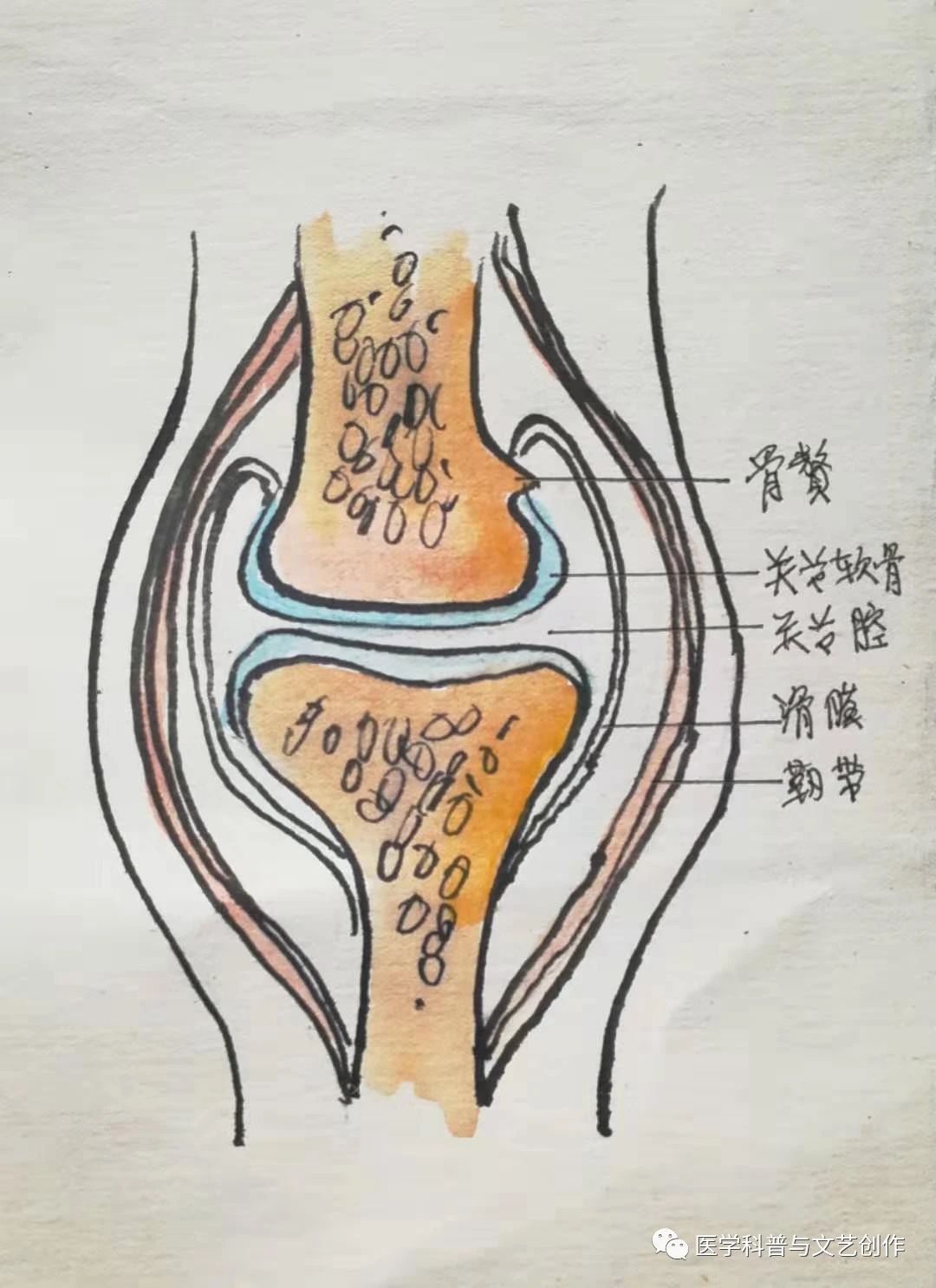 老年人的骨关节炎