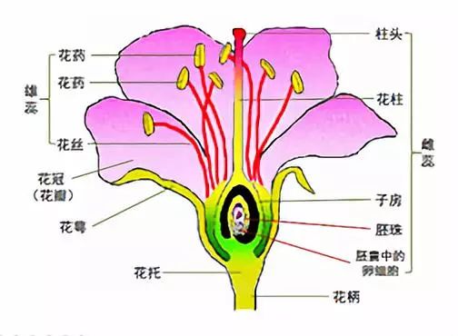 我在春天等你 花季的 看花 与 聊花